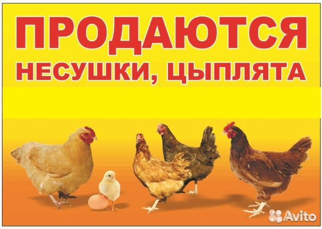 Где Купить Цыплят В Московской Области