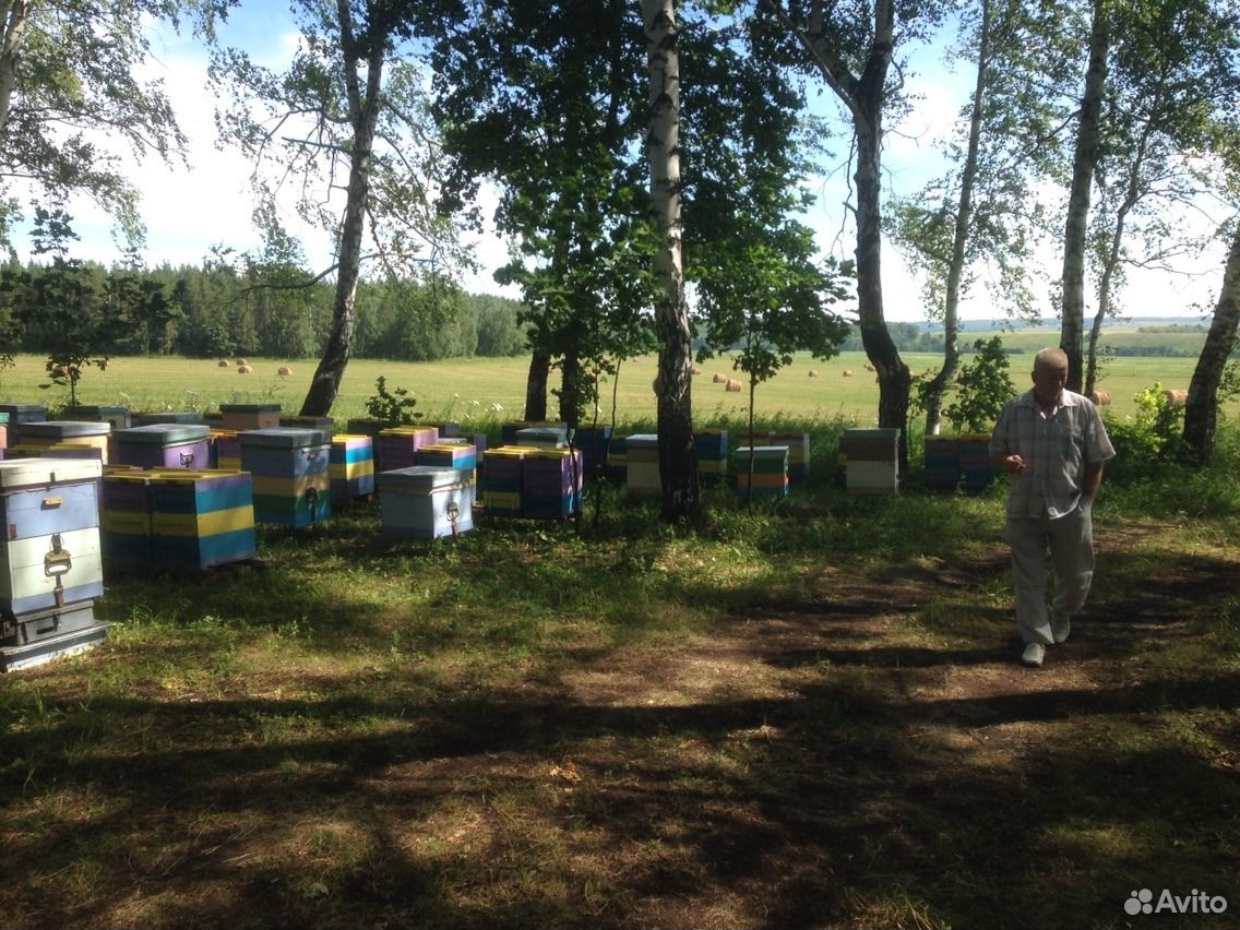 Продам мёд с личной пасеки купить на Зозу.ру - фотография № 2