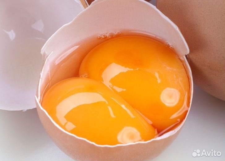 Яйцо домашнее купить на Зозу.ру - фотография № 5