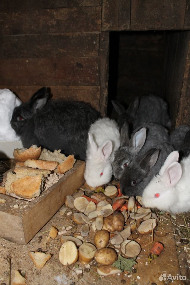 Пуховые кролики купить на Зозу.ру - фотография № 2