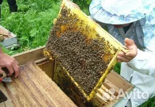 Продам пчёлосемьи купить на Зозу.ру - фотография № 1