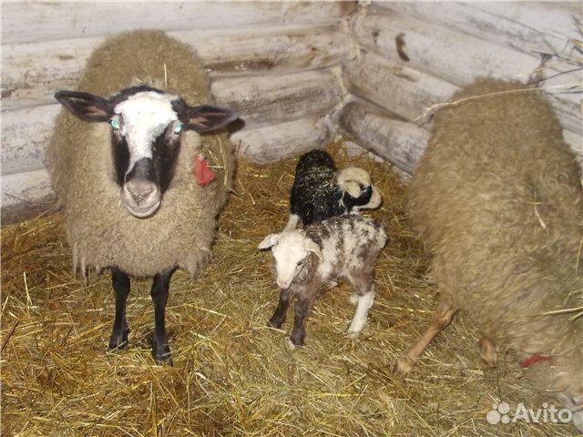 Продам ягнят, овечек купить на Зозу.ру - фотография № 5