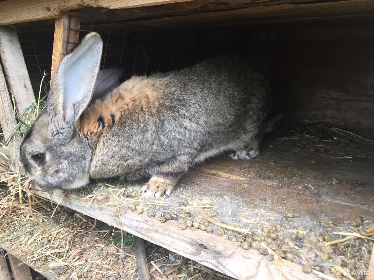 Купить Кроликов В Курганской Области