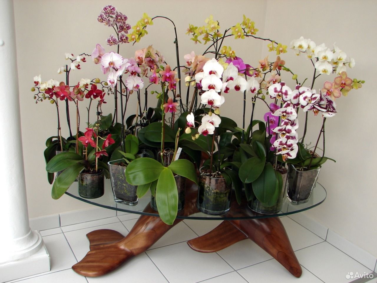 Продаю орхидеи Фаленопсис купить на Зозу.ру - фотография № 3
