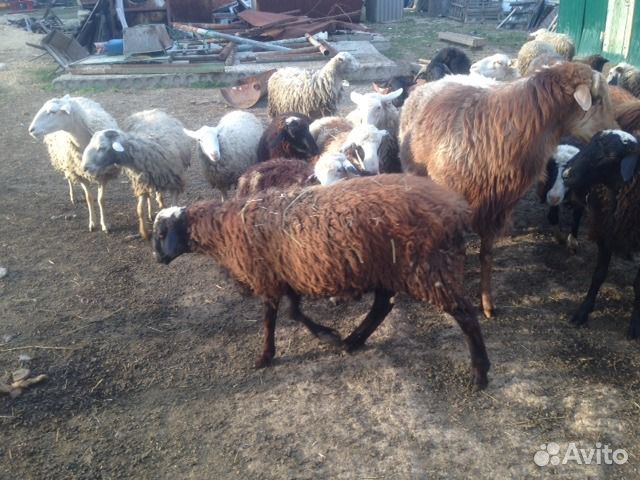 Продам овец, баранина, домашняя купить на Зозу.ру - фотография № 1