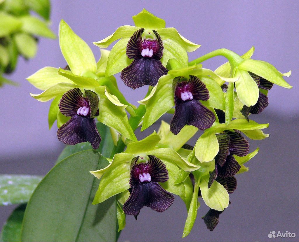 Орхидеи виды фото и названия. Дендробиум. Дендробиум темный. Dendrobium Orchid. Орхидея Дендробиум зеленая.