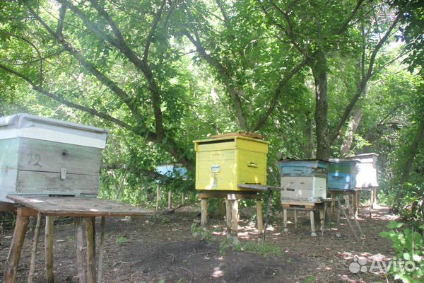 Рой пчёл среднерусской породы купить на Зозу.ру - фотография № 2
