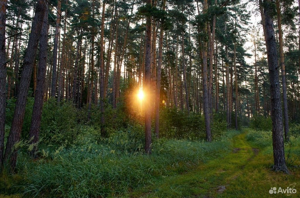 Рязанский лес фото. Поселок Солотча. Солотча лес. Сосновый Бор Солотча. Поселок Солотча Рязанская область.