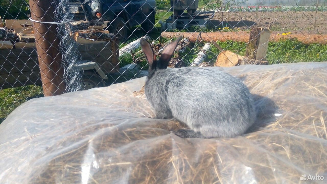 Кролик породы Полтавское серебро купить на Зозу.ру - фотография № 3