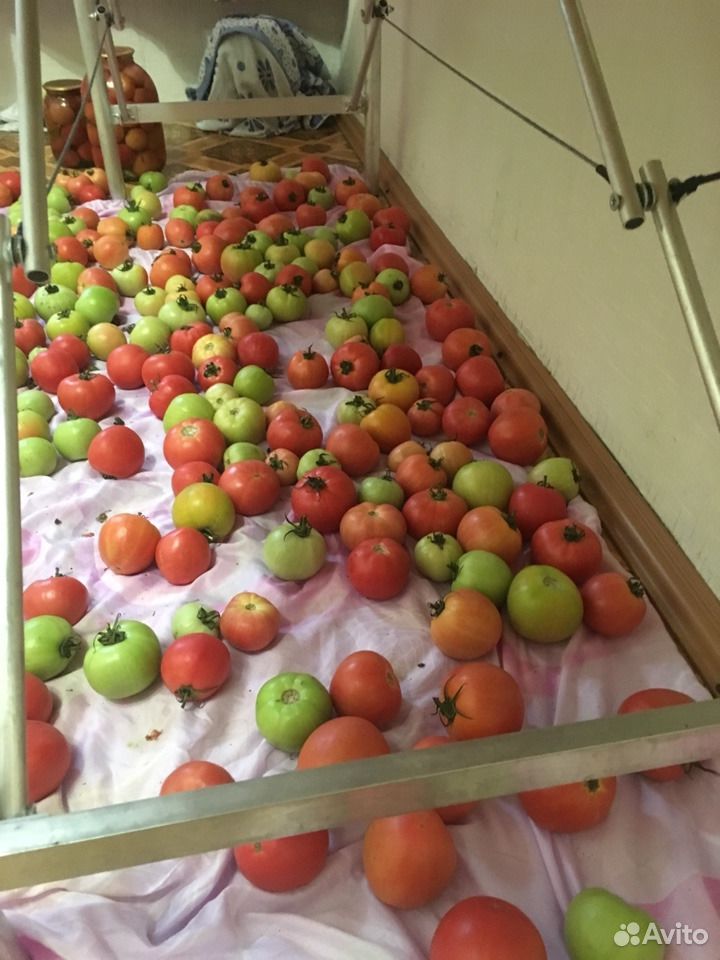 Домашние помидоры купить на Зозу.ру - фотография № 3