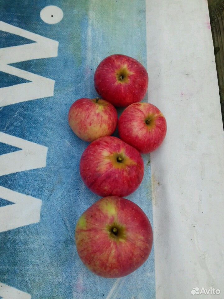 Яблоки Мельба летние купить на Зозу.ру - фотография № 1