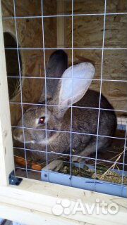 Кролики Фландр (крольчата обмен) купить на Зозу.ру - фотография № 7