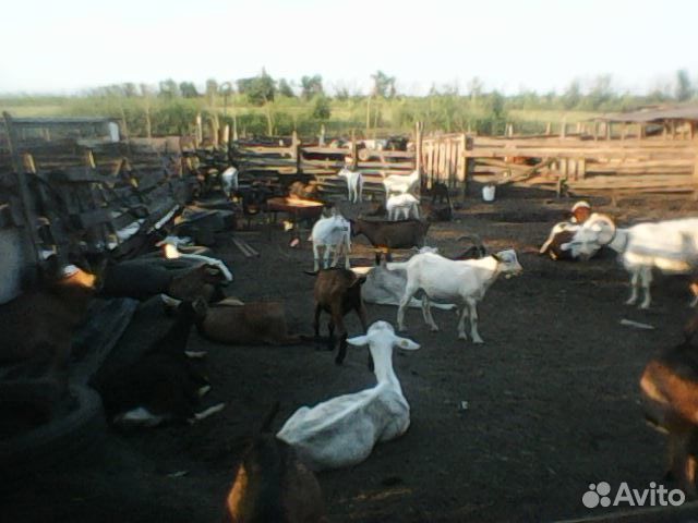 Козья ферма купить на Зозу.ру - фотография № 9