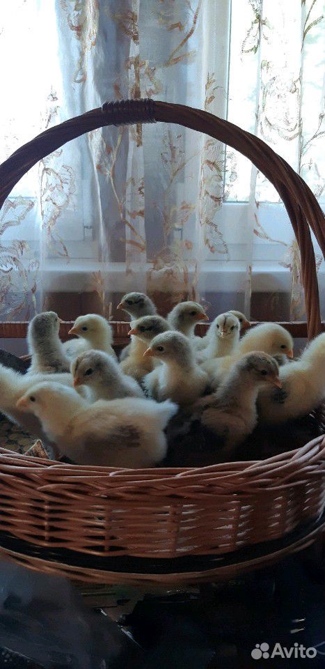 Цыплята Брама купить на Зозу.ру - фотография № 7