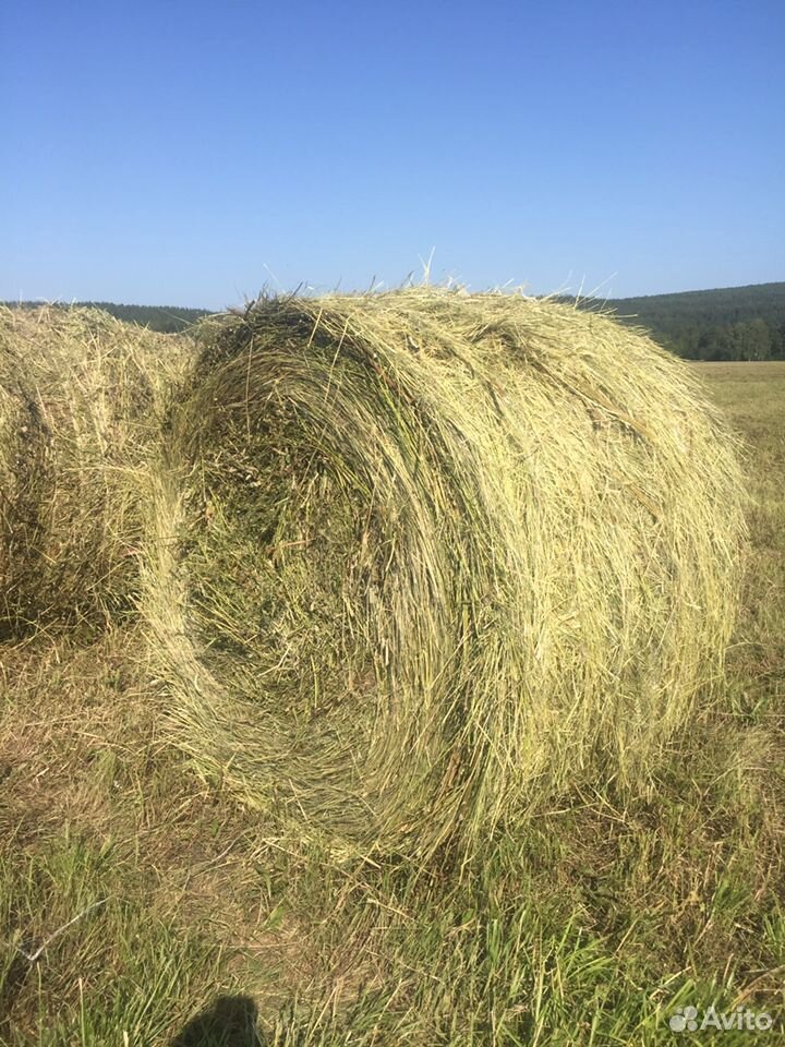 Объявления на сено. Сено в рулонах. Рулон сено 1000 кг. Сено луговое. Солома в тюках.