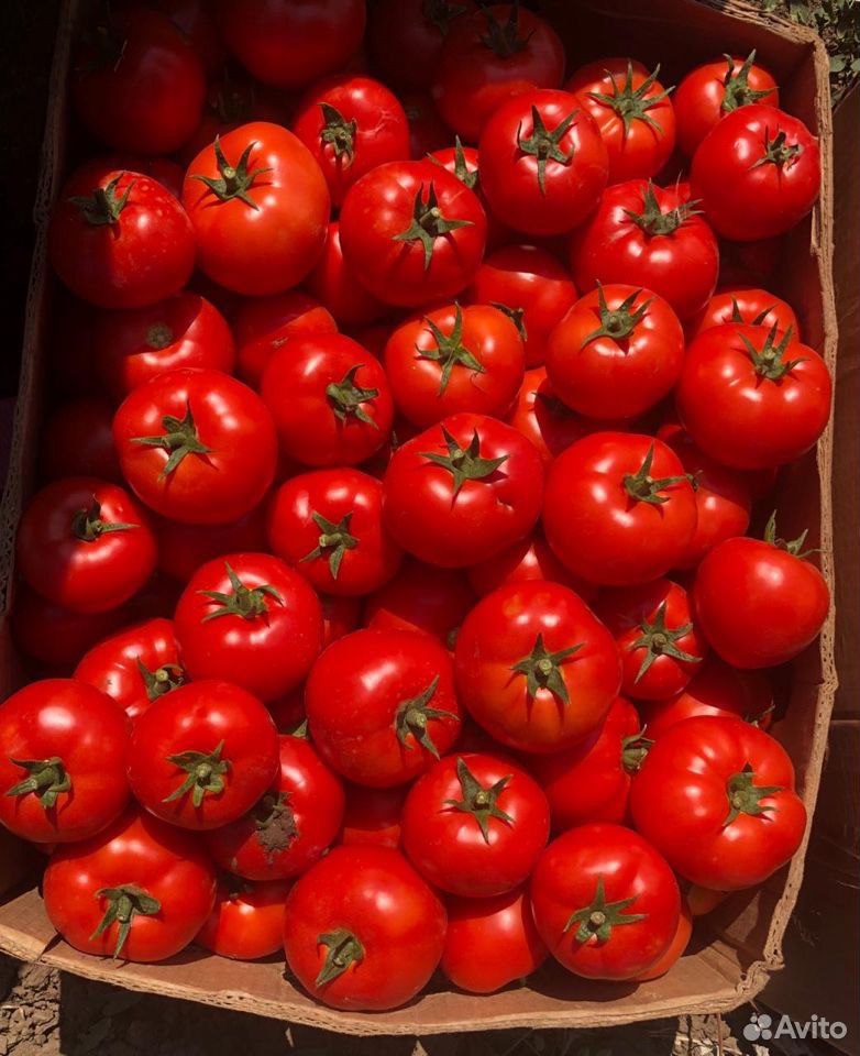 Круглые помидоры сорт «лоджейн» Оптом купить на Зозу.ру - фотография № 1