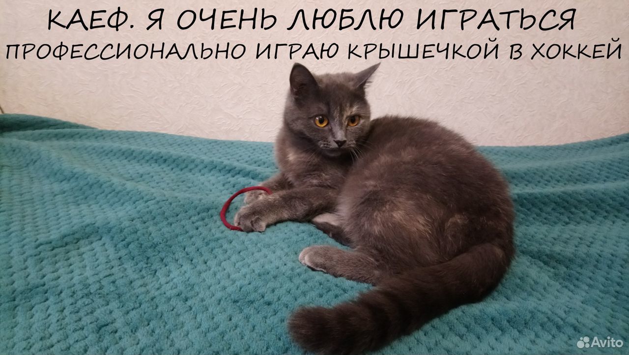 Роскошная кошка - плюшка Буля для лучших людей купить на Зозу.ру - фотография № 6