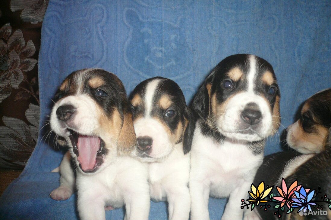 калифорнийский гибрид домосед. авито прохладный животные. авито прохладный животные.