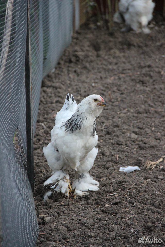 Цыплята породы фавероль красивые И продуктивные купить на Зозу.ру - фотография № 10