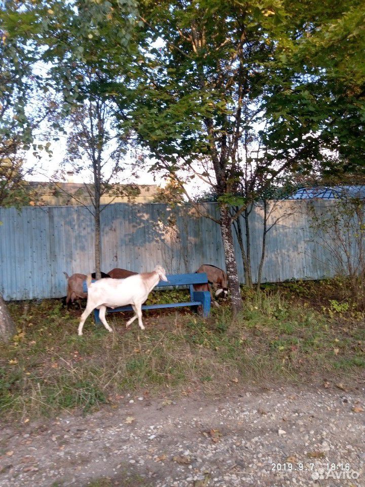 Племенной Нубийский козел купить на Зозу.ру - фотография № 4