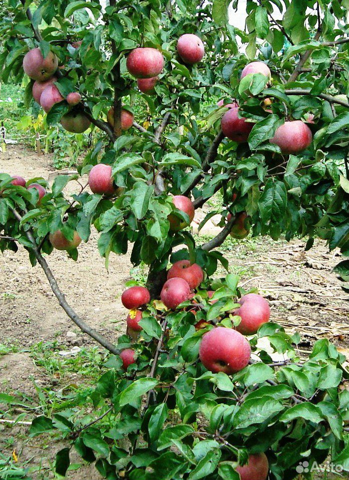 Яблони сортовые, 5-6 лет, плодоносящие купить на Зозу.ру - фотография № 6