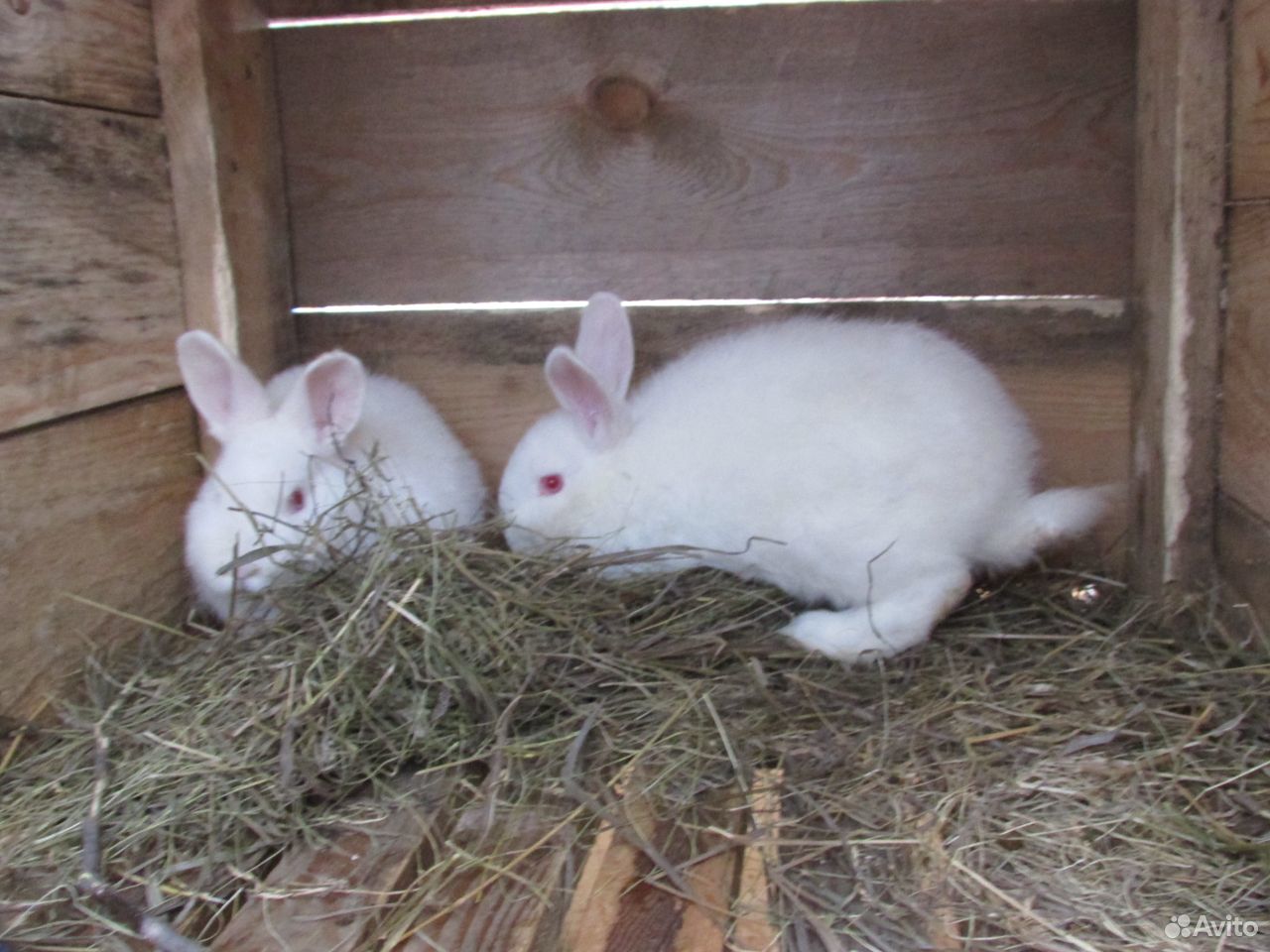 Кролики разных пород чистокровные купить на Зозу.ру - фотография № 3