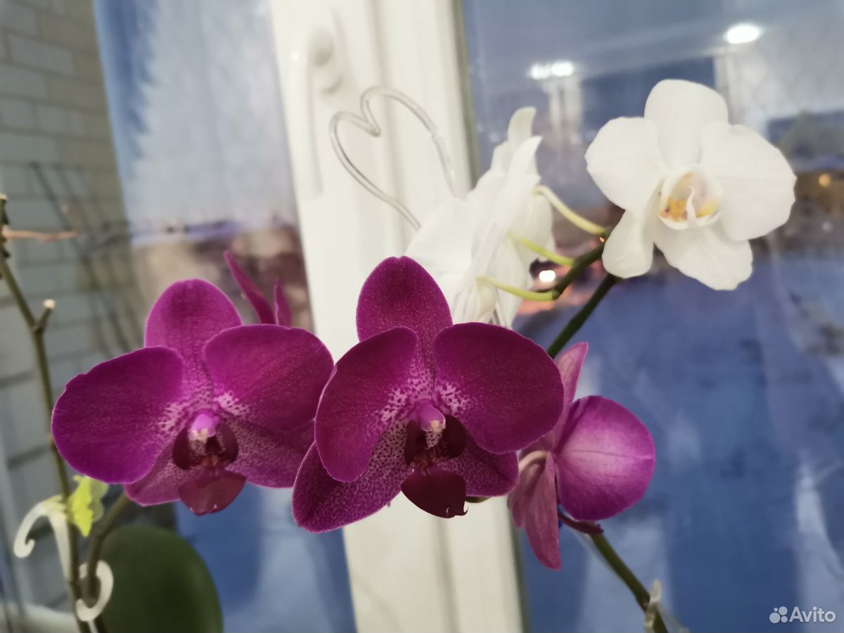 Орхидеи 9шт купить на Зозу.ру - фотография № 3