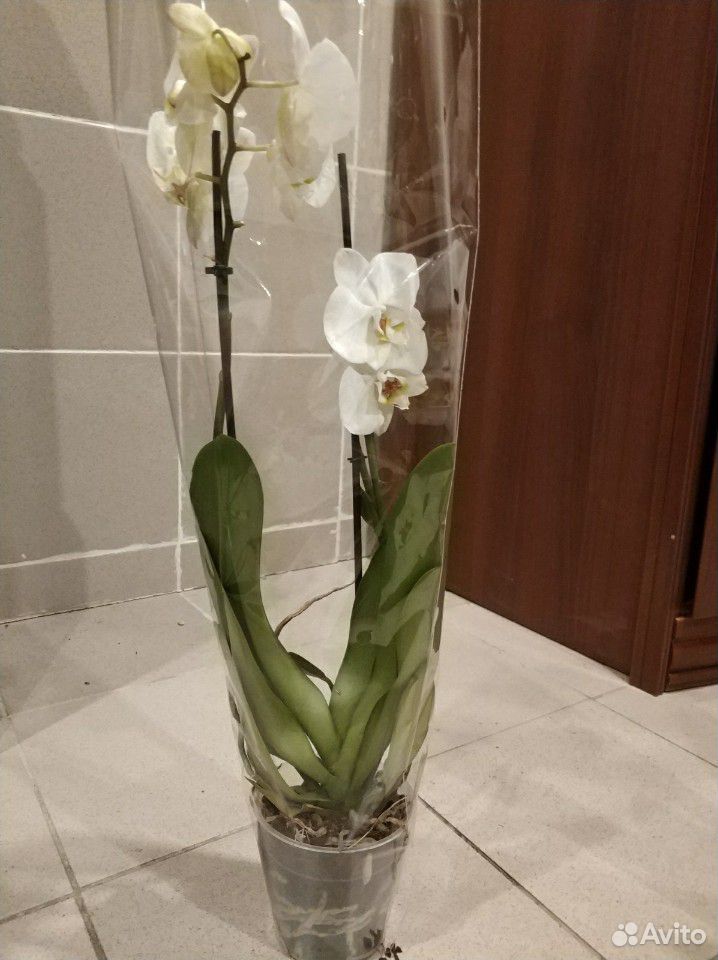 Орхидеи купить на Зозу.ру - фотография № 7