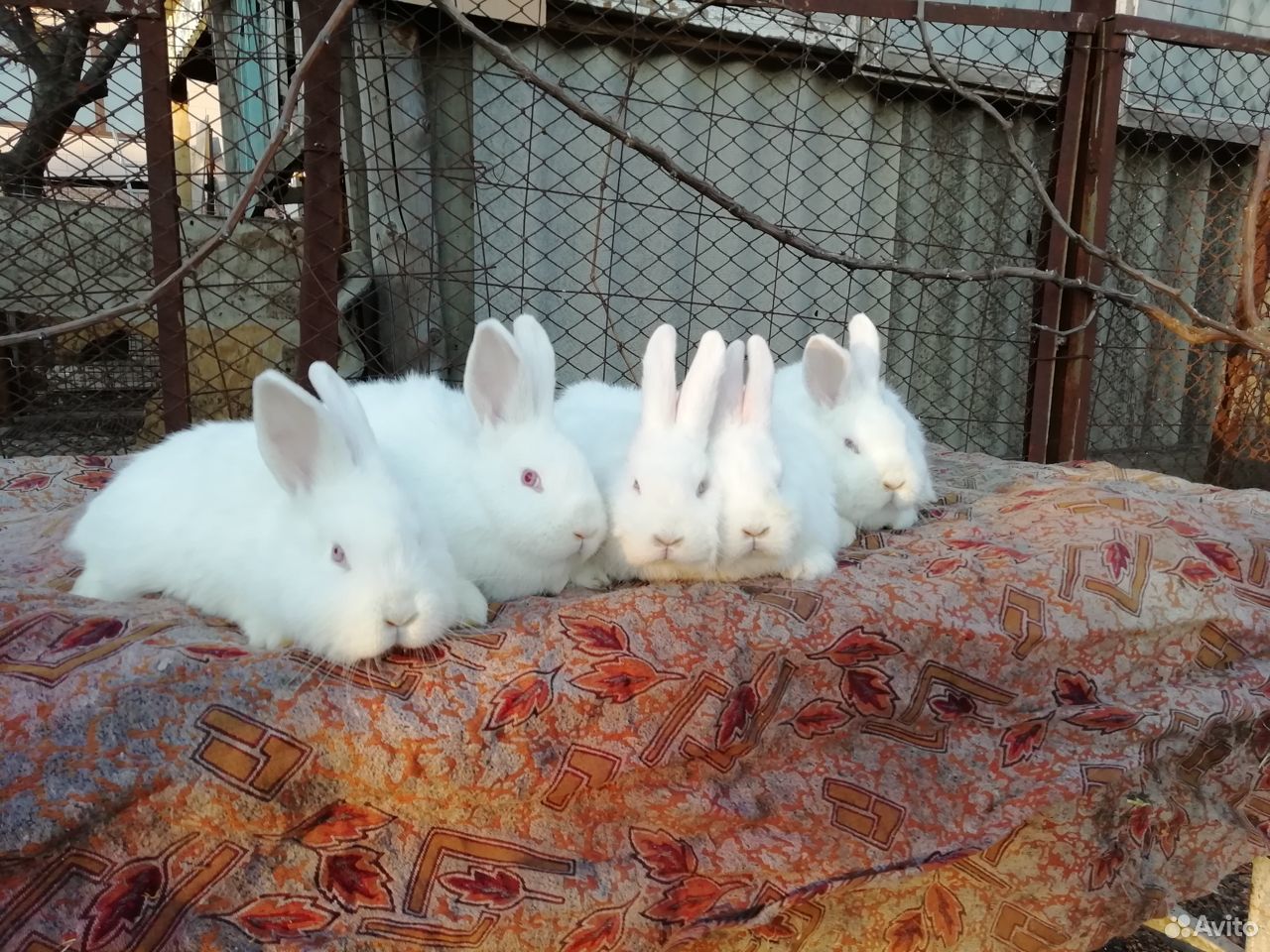 Кролики нзб купить на Зозу.ру - фотография № 5