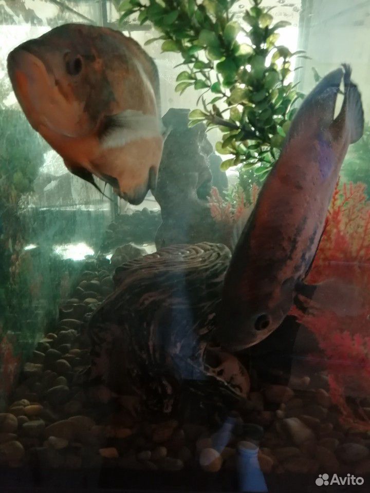 Продаётся большой аквариум с рыбами купить на Зозу.ру - фотография № 5