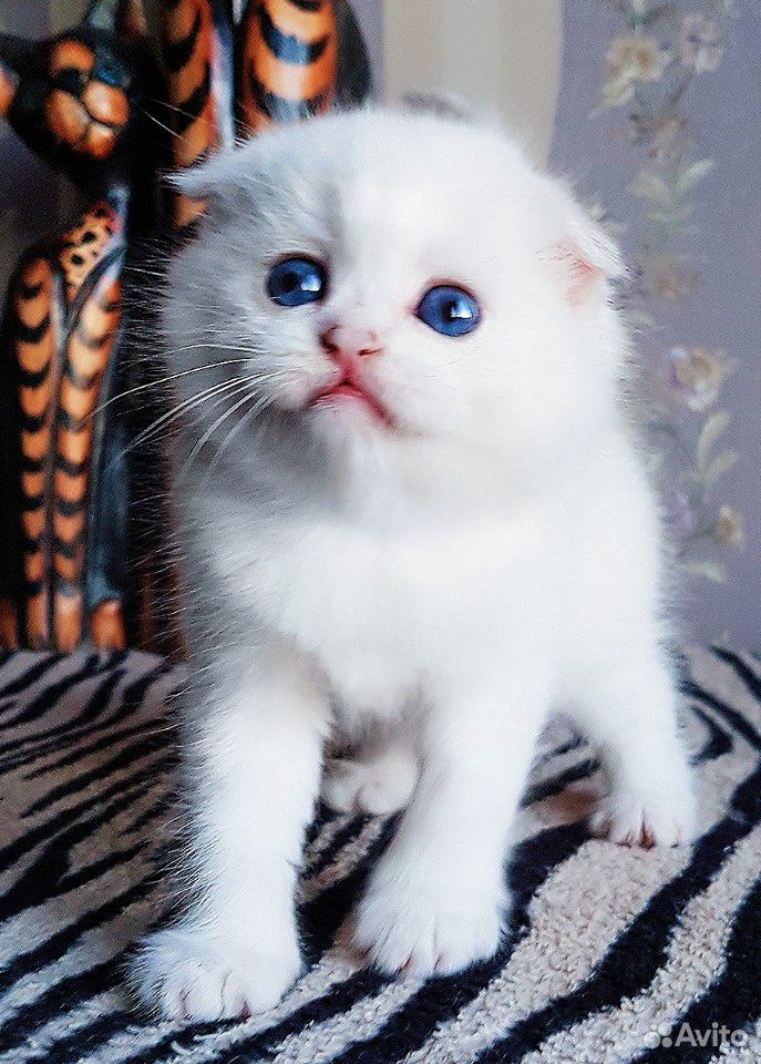 Прекрасный плюшевый котик с синими глазками купить на Зозу.ру - фотография № 9