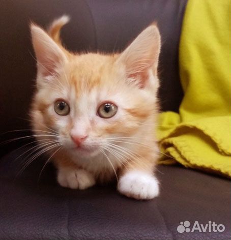 Солнечный котенок ищет дом купить на Зозу.ру - фотография № 1