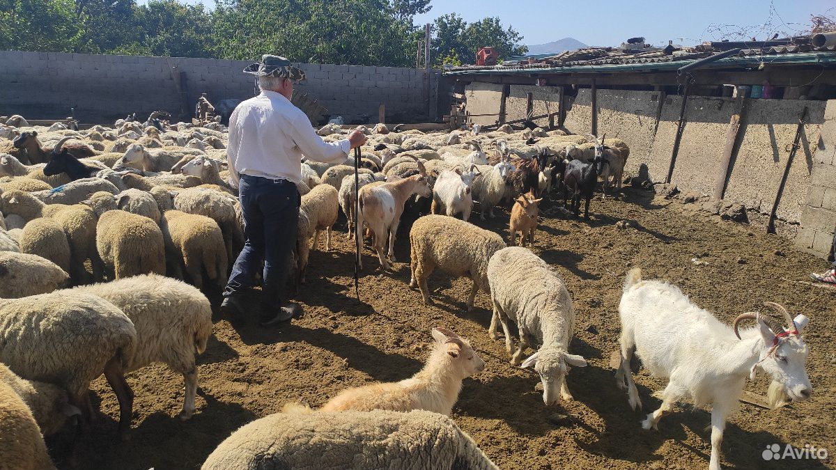 Овцы, бараны, козы купить на Зозу.ру - фотография № 2
