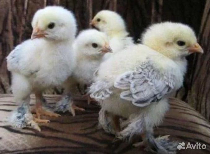 Цыплята брама колумбийская купить на Зозу.ру - фотография № 6