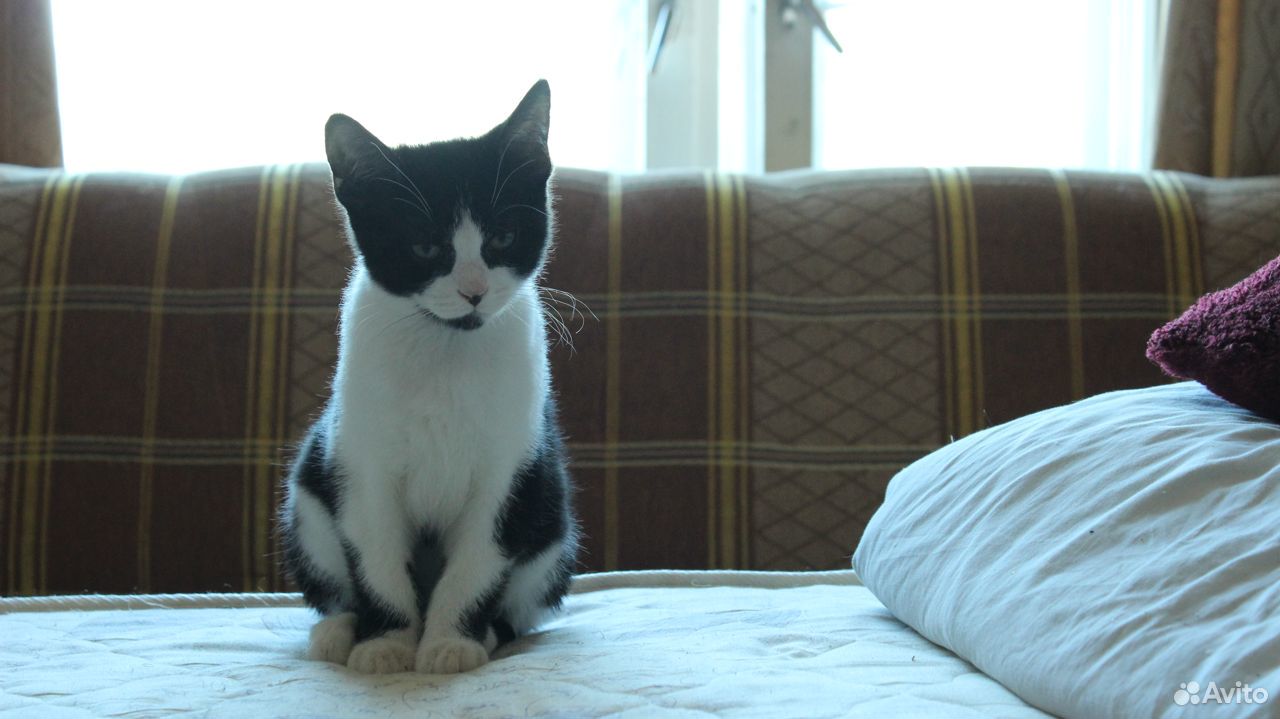 Ласковые черно-белые котята, отдам купить на Зозу.ру - фотография № 3