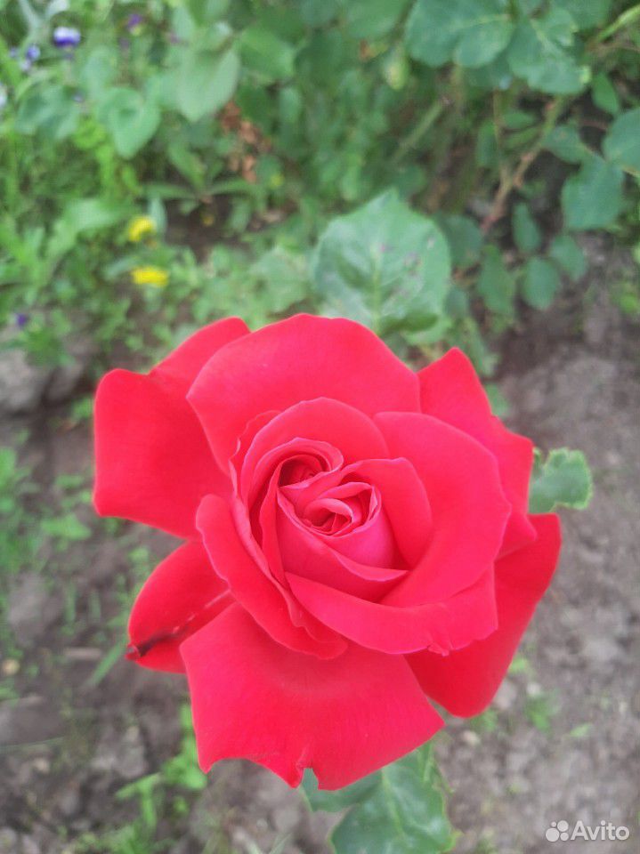 Розы живые для букета купить на Зозу.ру - фотография № 5