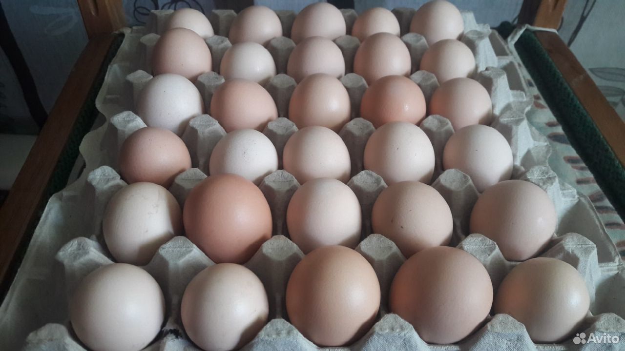 Инкубационное яйцо, цыплята, кур несушек купить на Зозу.ру - фотография № 5