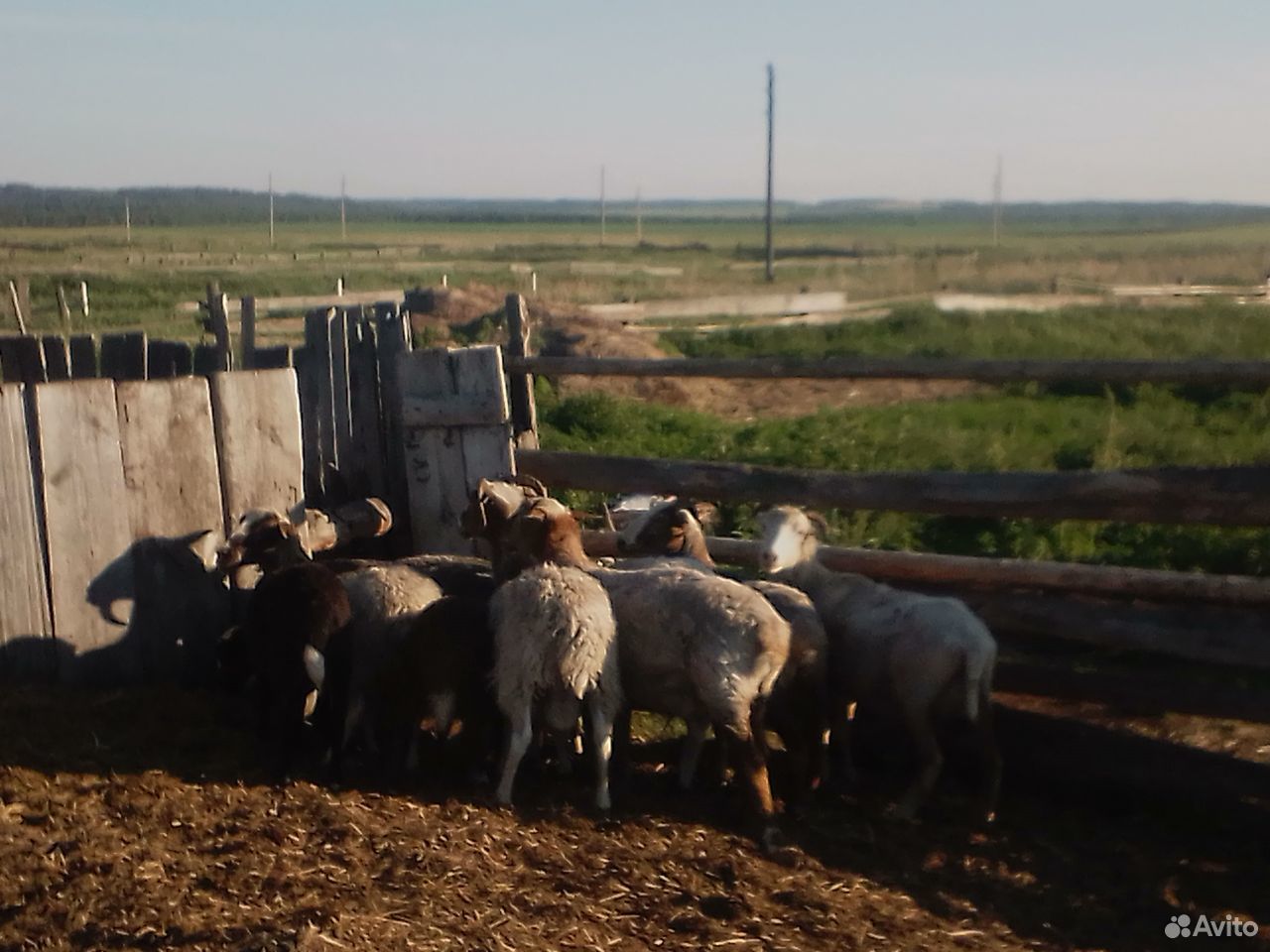 Быки и Овцы купить на Зозу.ру - фотография № 5