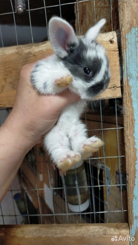 Вислохие мини кролики купить на Зозу.ру - фотография № 3