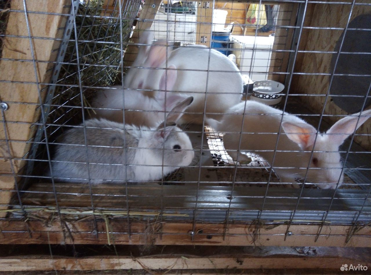 Кролики мясные купить на Зозу.ру - фотография № 4