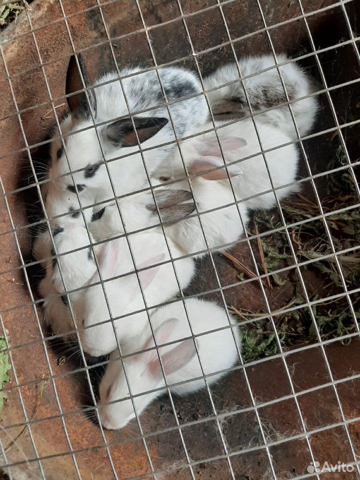 Кролики (Бабочки, чисто белые) купить на Зозу.ру - фотография № 2