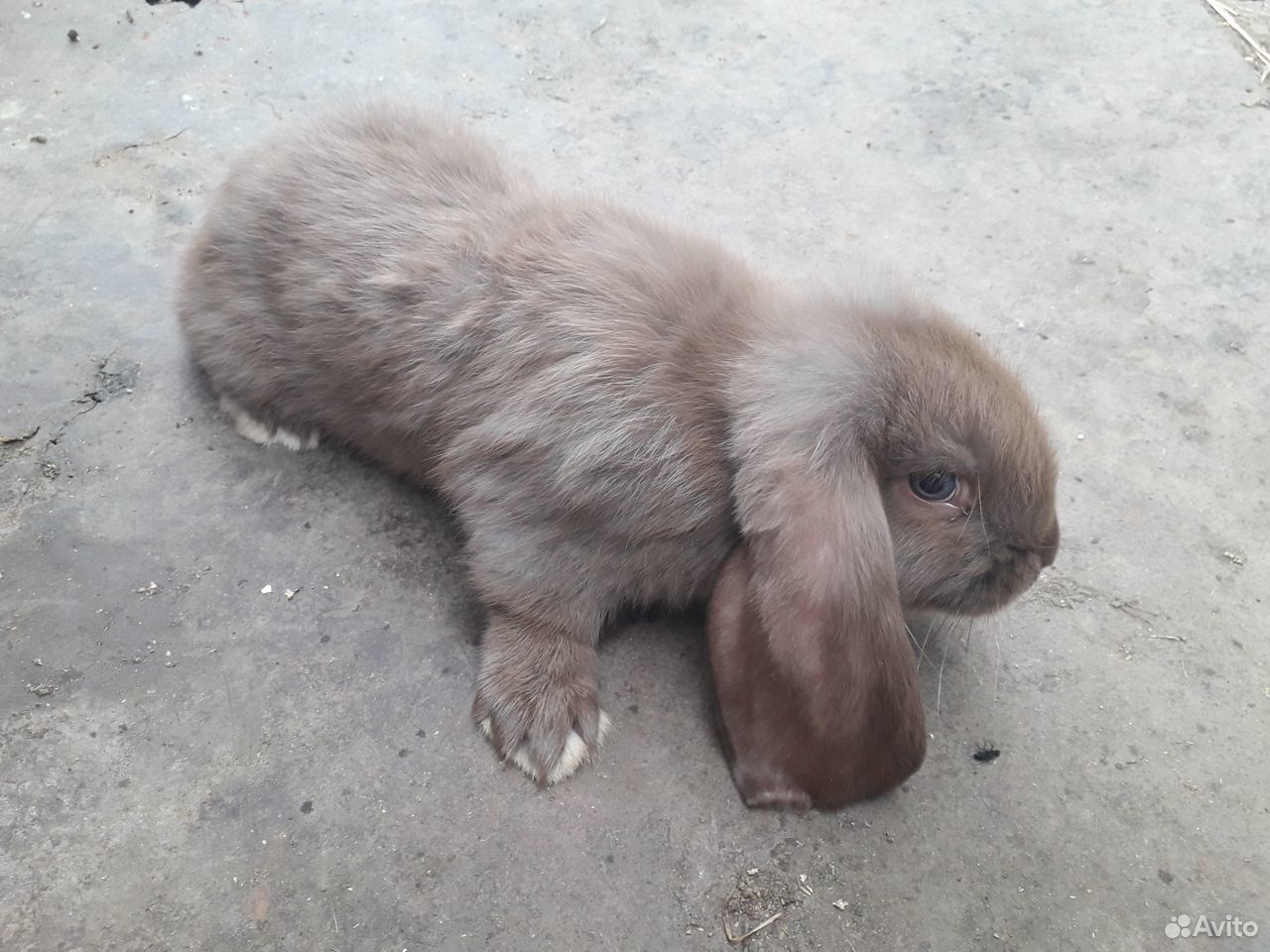 Продам кроликов купить на Зозу.ру - фотография № 2