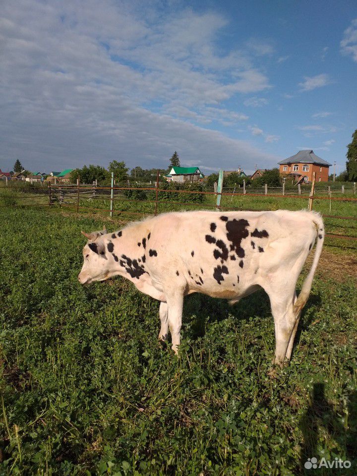 Корова и бычки купить на Зозу.ру - фотография № 1