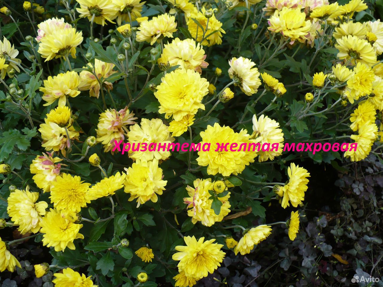 Красивые Цветы. Хризантемы, Хоста и пр. Часть 2 купить на Зозу.ру - фотография № 2
