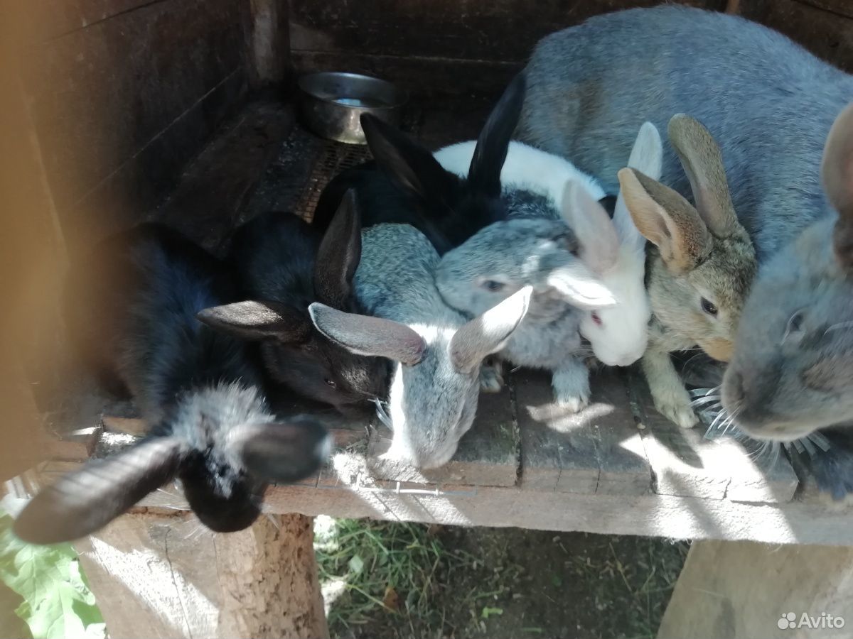 Продаем месячных кроликов на разведение и на мясо купить на Зозу.ру - фотография № 2