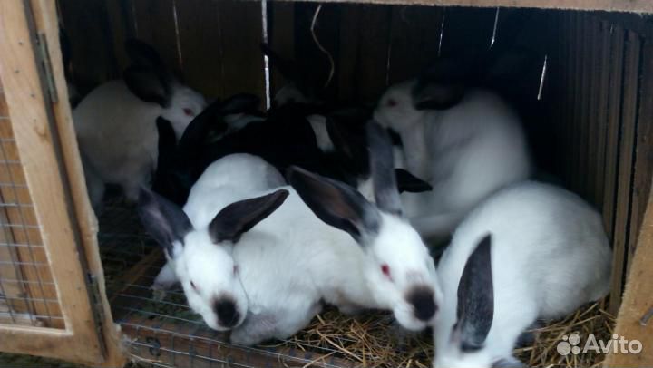 Продаются кролики мясных пород купить на Зозу.ру - фотография № 1