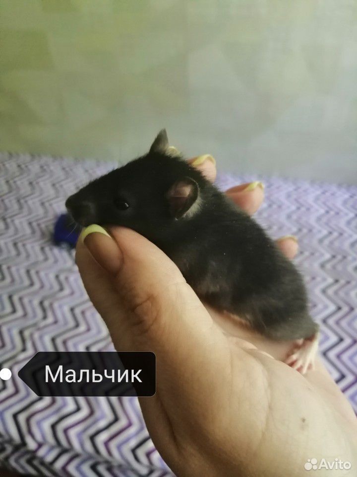 Крысята купить на Зозу.ру - фотография № 5