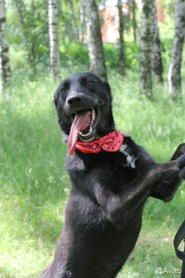 Активный молодой пёс Барт в добрые руки купить на Зозу.ру - фотография № 2