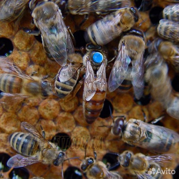 Пчёлы пчеломатки купить на Зозу.ру - фотография № 1