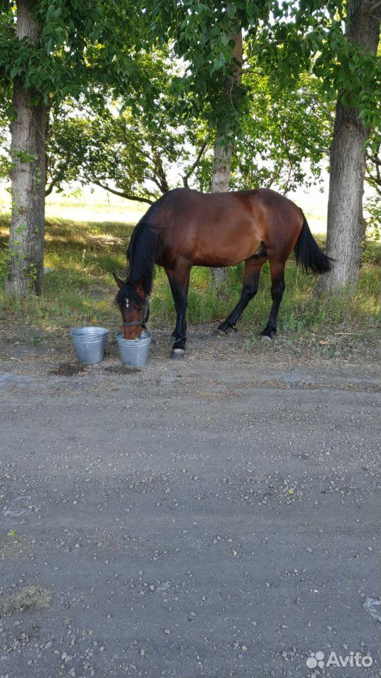 Лошади,кобыла,жеребец купить на Зозу.ру - фотография № 3